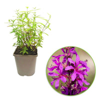 Lythrum salicaria ssp intermedium - Gewöhnlicher Blutweiderich - Stauden