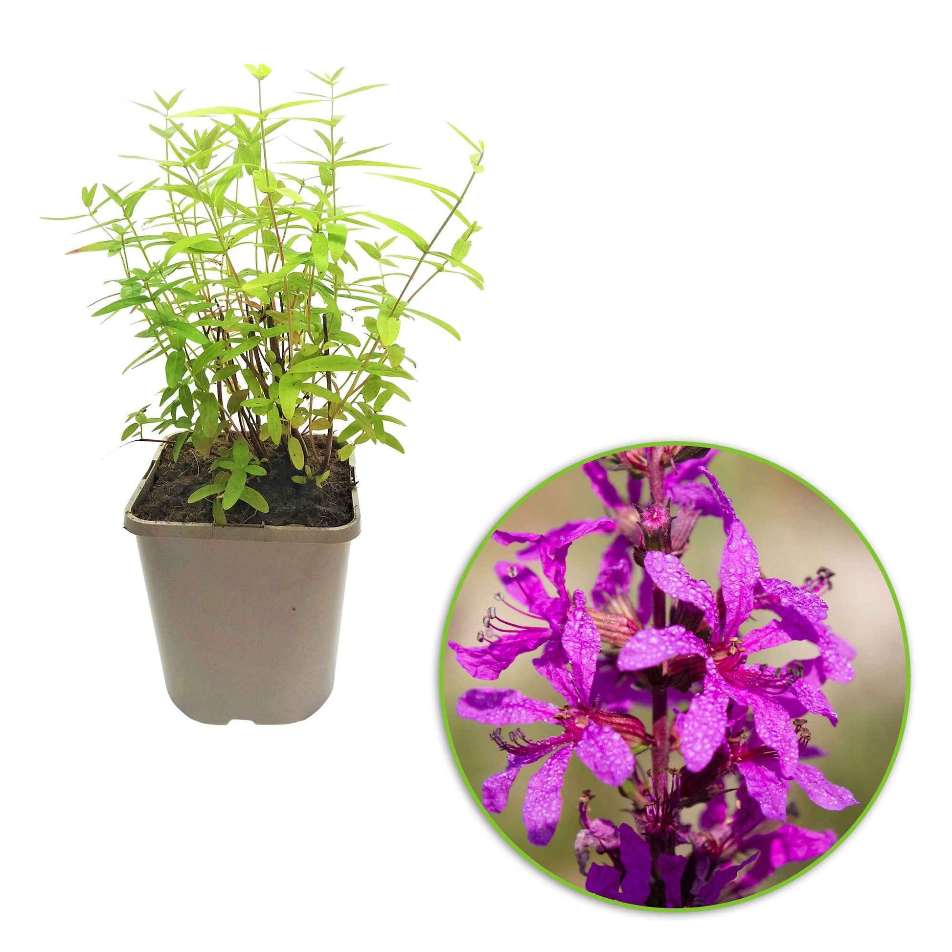 Lythrum salicaria ssp intermedium - Gewöhnlicher Blutweiderich - Stauden