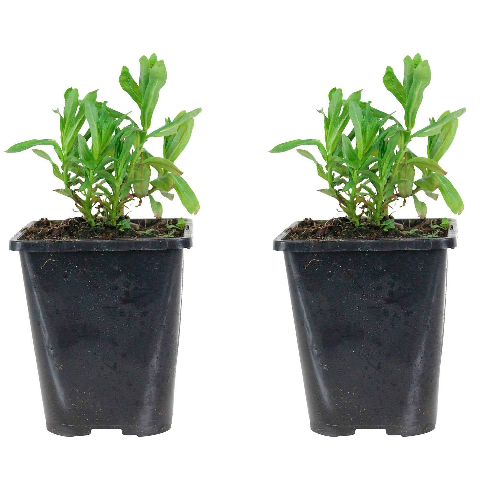 Stauden - Gewöhnlicher Blutweiderich - Lythrum salicaria ssp intermedium