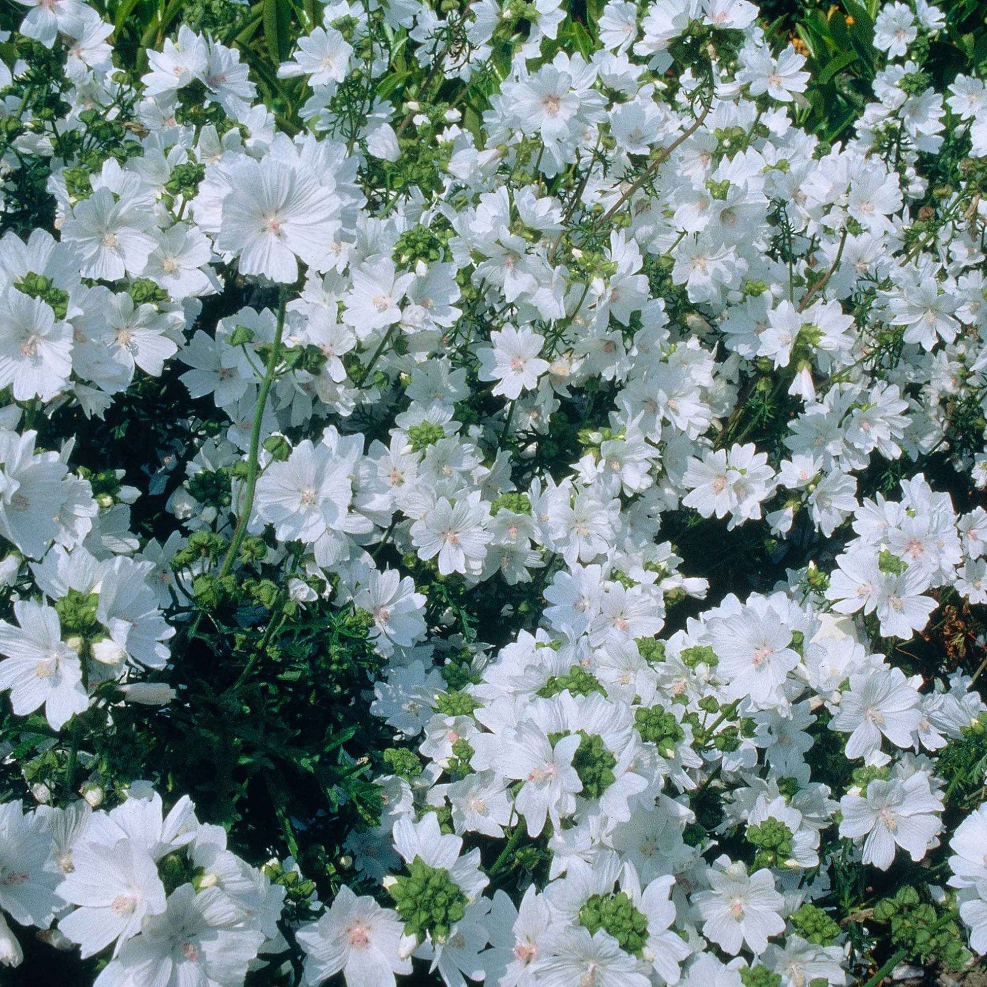 Moschus-Malve weiß - Malva moschata alba - Bakker