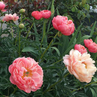 Pfingstrose Paeonia 'Coral Sunset' - Paeonia lactiflora Coral Sunset - Bakker