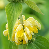 Brandkraut - Phlomis russeliana - Bakker