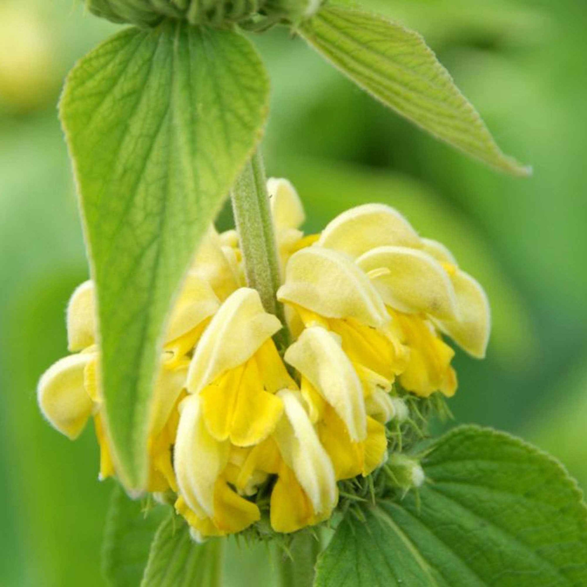 Brandkraut - Phlomis russeliana - Bakker