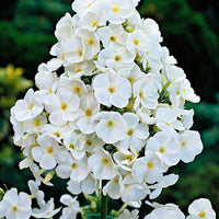 Verkauf Hohe Flammenblume 'White Admiral' - Phlox paniculata white admiral