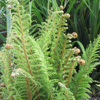 Grannen-Schildfarn 'Herrenhausen' - Polystichum setiferum Herrenhausen - Bakker