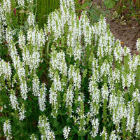 Steppensalbei 'Schneehügel' - Salvia nemorosa schneehügel - Bakker