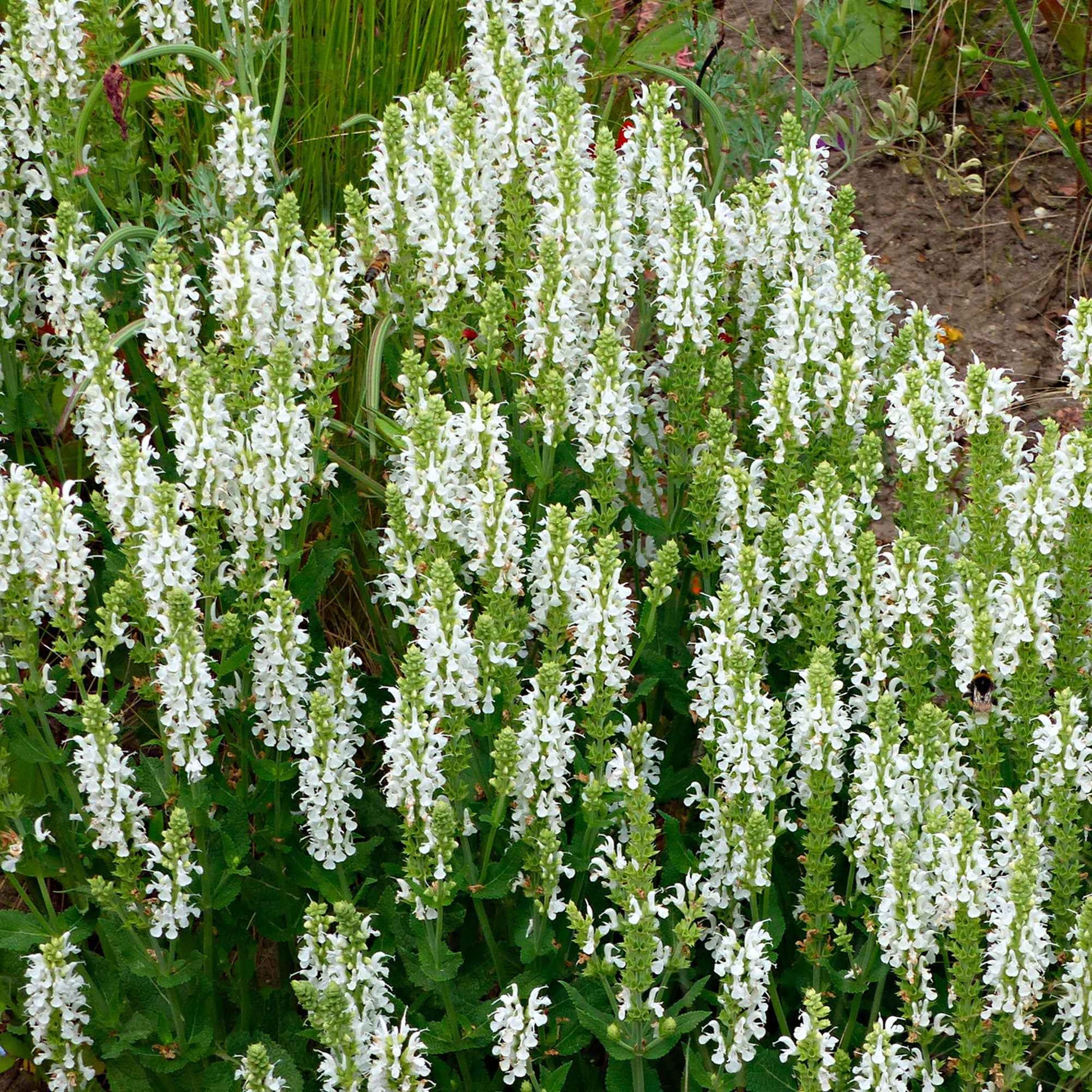 Steppensalbei 'Schneehügel' - Salvia nemorosa schneehügel - Bakker
