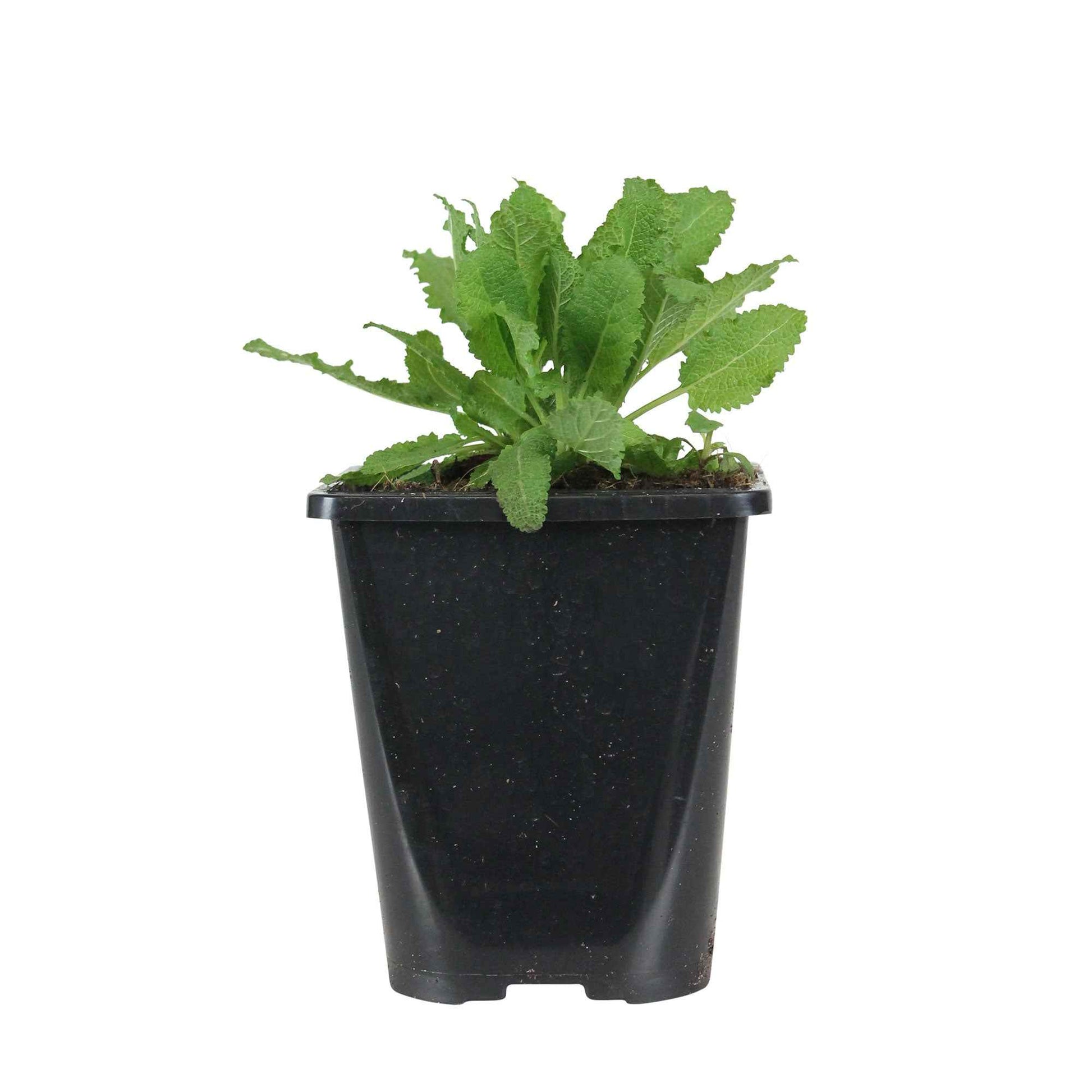 Salvia nemorosa schneehügel - Steppensalbei 'Schneehügel' - Salbei
