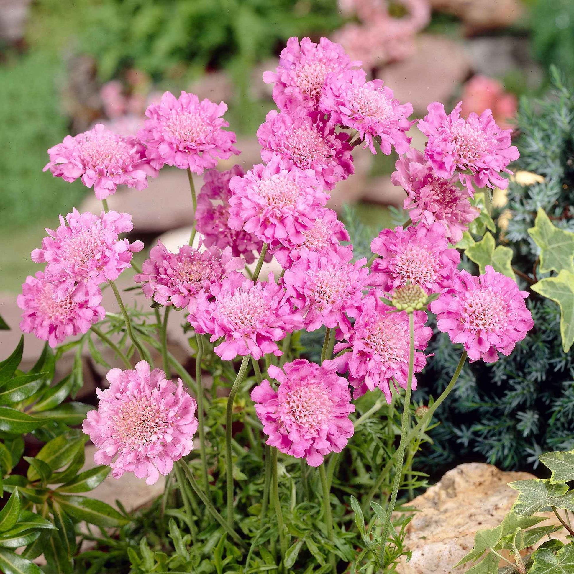 Tauben-Skabiose 'Pink Mist' - Scabiosa columbaria Pink Mist - Bakker