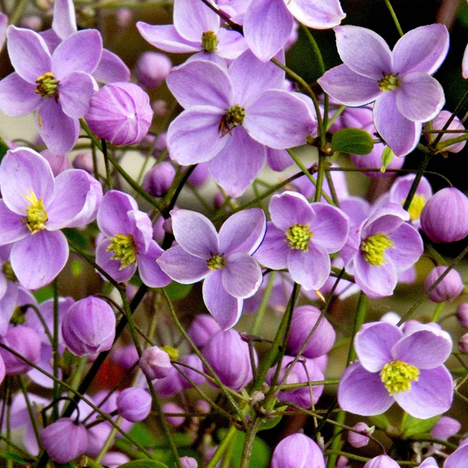 Thalictrum delavayi - Delavays Wiesenraute - Stauden