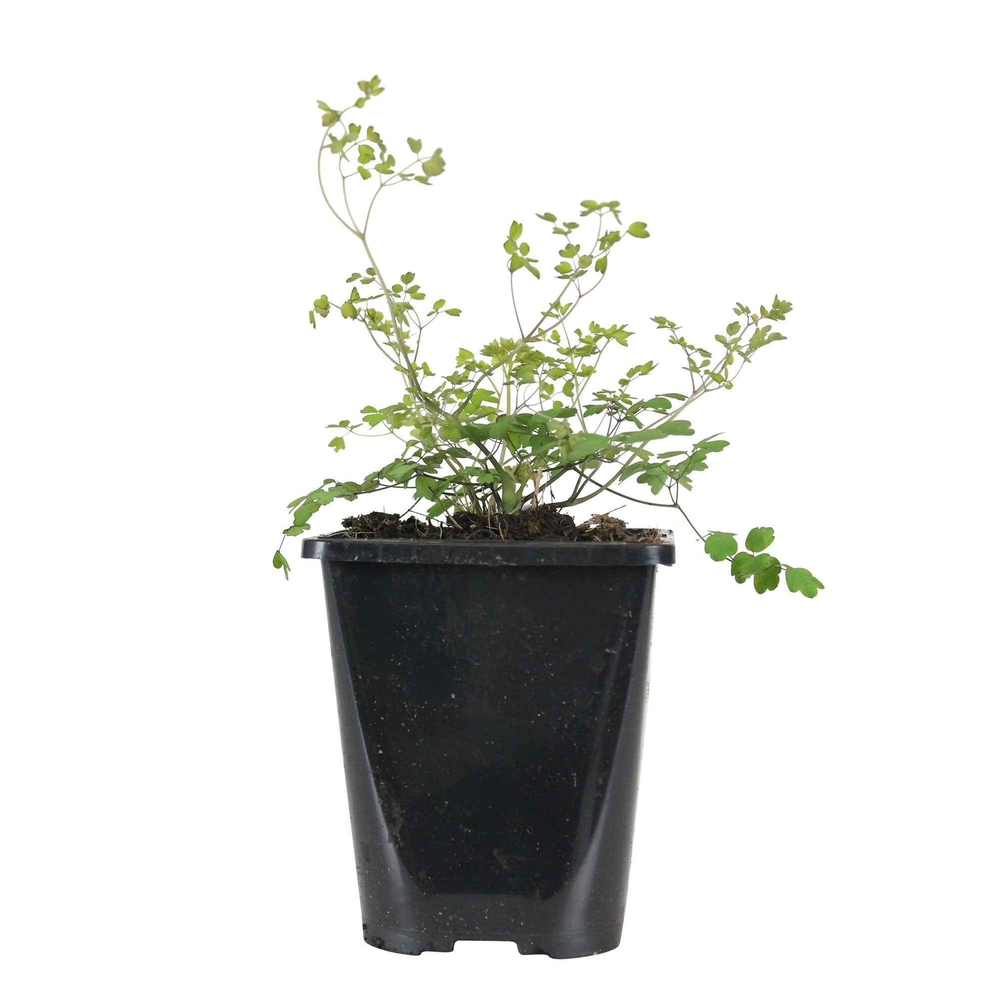 Stauden - Delavays Wiesenraute - Thalictrum delavayi