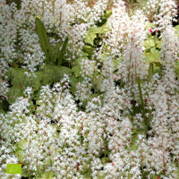 Schaumblüte 'Pink Skyrocket' - Tiarella Pink Skyrocket - Bakker