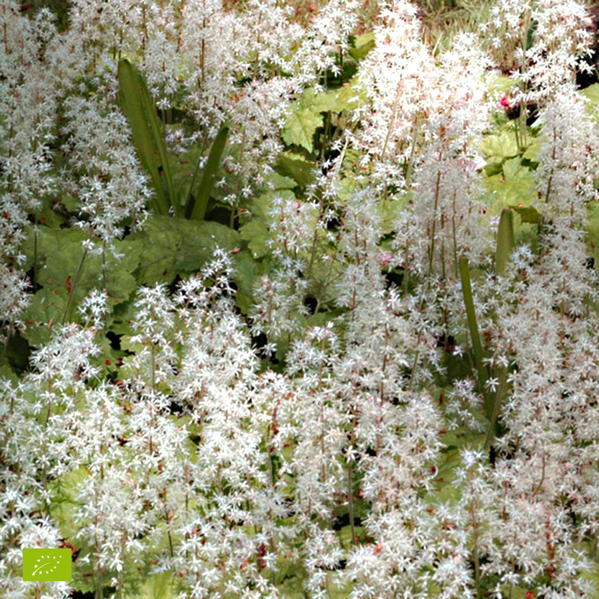 Schaumblüte 'Pink Skyrocket' - Tiarella Pink Skyrocket - Bakker