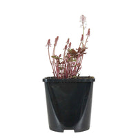 Tiarella Pink Skyrocket - Schaumblüte 'Pink Skyrocket' - Stauden