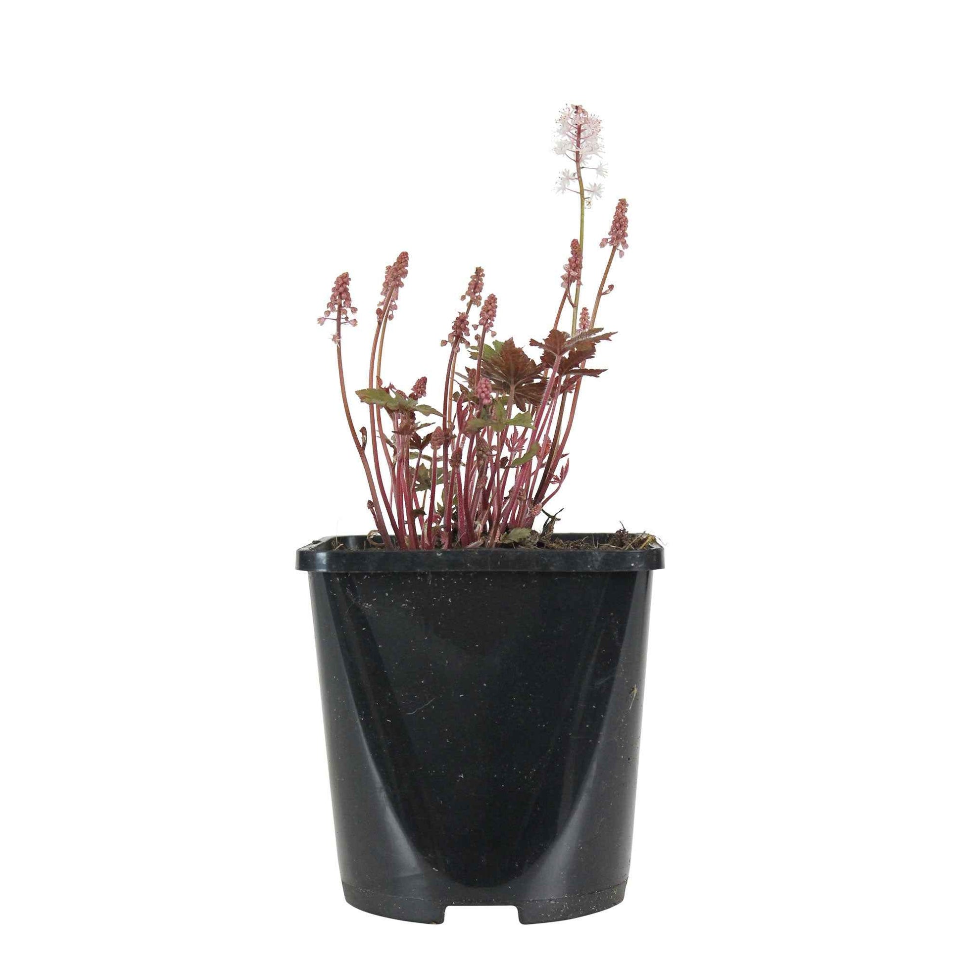 Tiarella Pink Skyrocket - Schaumblüte 'Pink Skyrocket' - Stauden