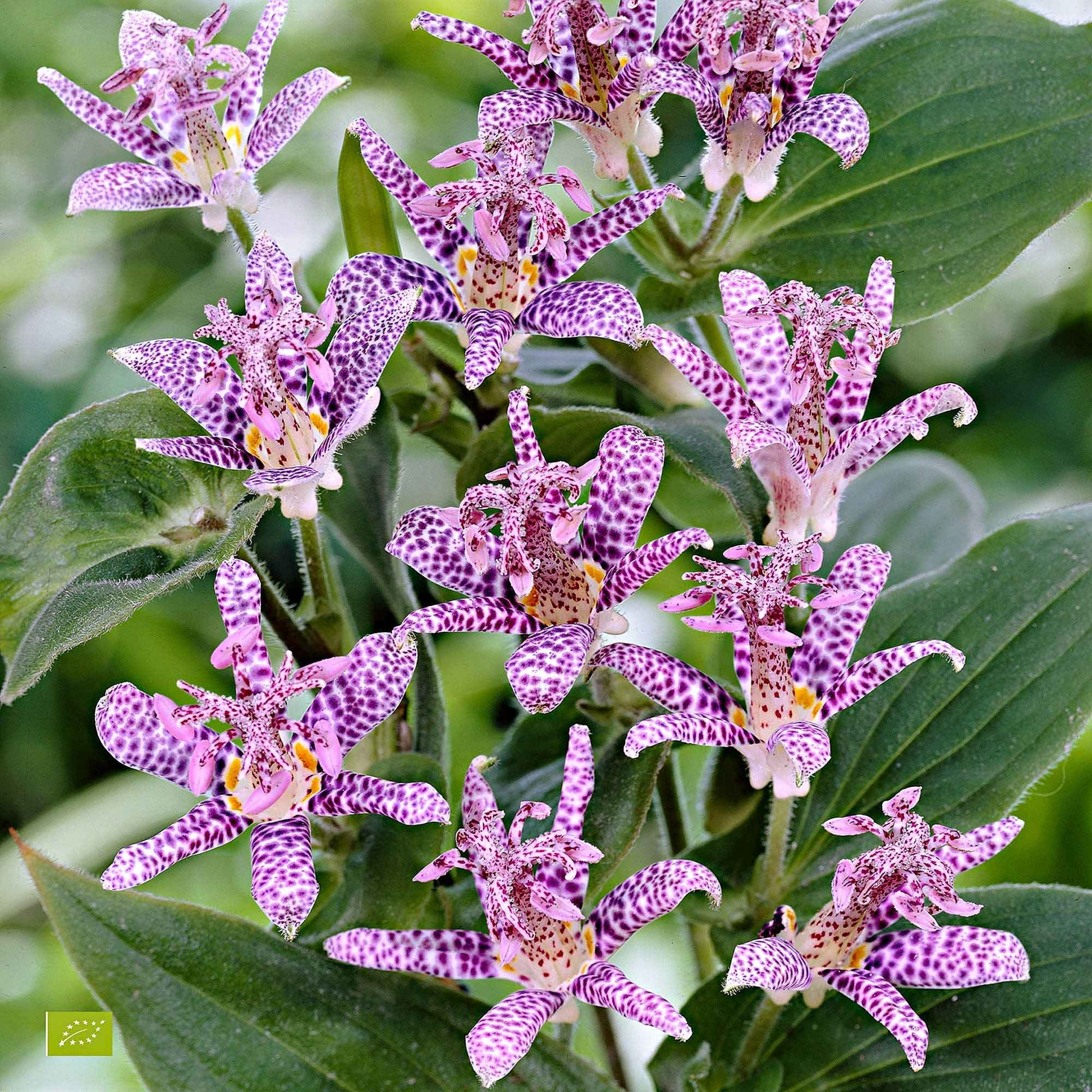 Krötenlilie - Tricyrtis hirta - Bakker