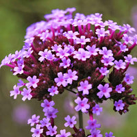 Eisenkraut 'Lollipop' - Verbena bonariensis Lollipop - Bakker