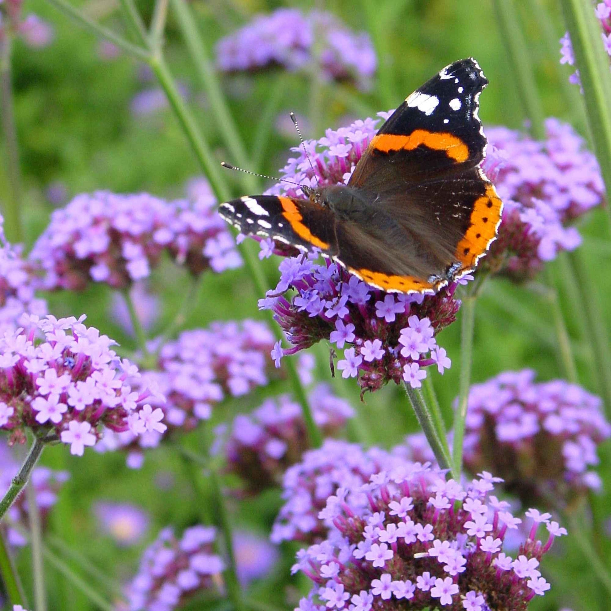 Patagonisches Eisenkraut - Verbena bonariensis - Bakker