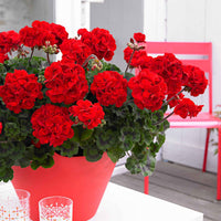 Geranie 'Toscana'® (x3) - Bakker