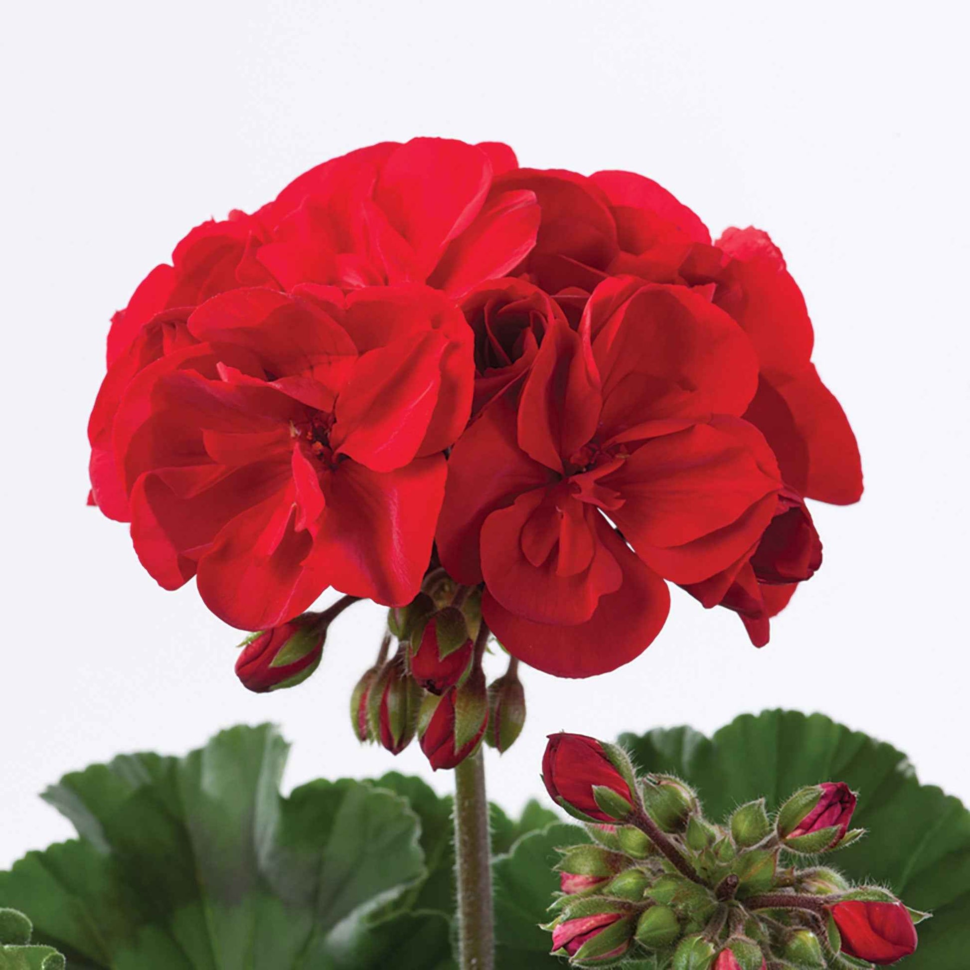 Geranie 'Toscana'® (x3) - Pelargonium zonale toscana ® - Bakker