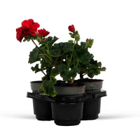 Verkauf Geranie 'Toscana'® (x3) - Pelargonium zonale toscana ®