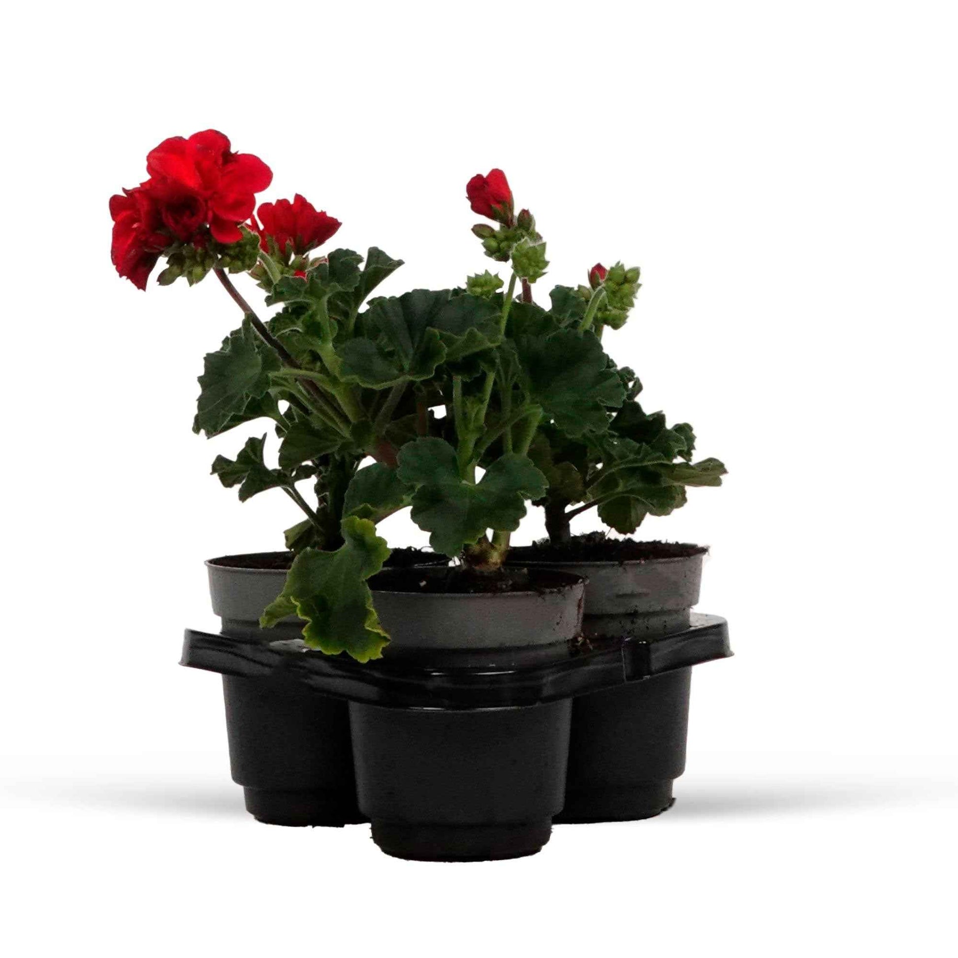 Verkauf Geranie 'Toscana'® (x3) - Pelargonium zonale toscana ®