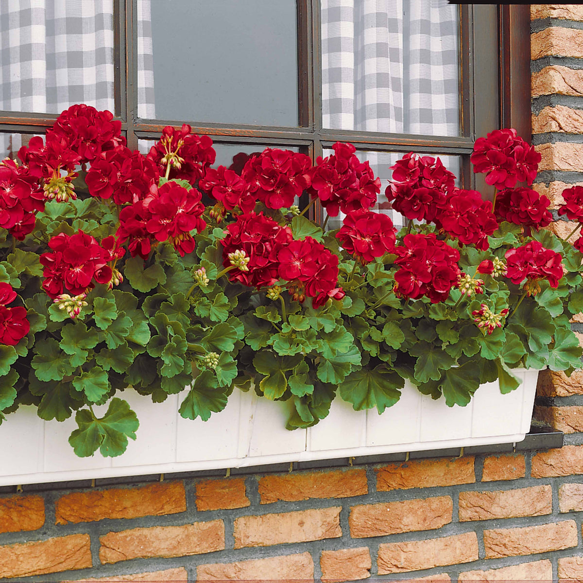 Geranien - Pelargonien - Geranie 'Toscana'® (x3) - Pelargonium zonale toscana ®