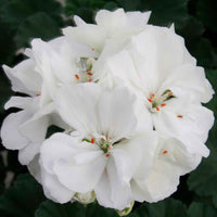 Pelargonium zonale - Stehende Geranien weiß - Geranien - Pelargonien