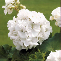 Stehende Geranien weiß - Pelargonium zonale - Bakker
