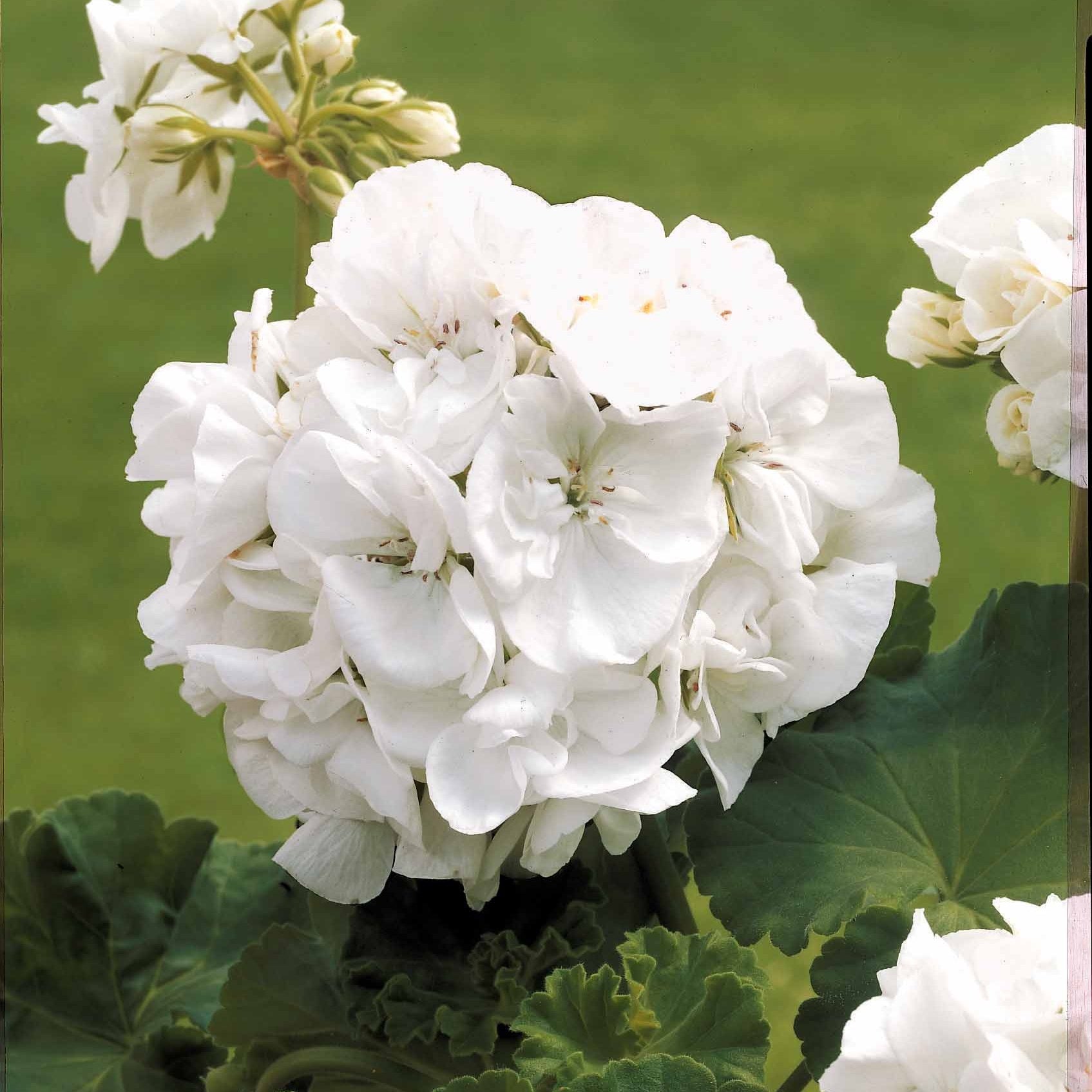 Stehende Geranien weiß - Pelargonium zonale - Bakker