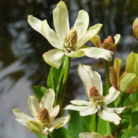 Anemopsis californica - Kalifornische Anemopsis - Alle Teichpflanzen