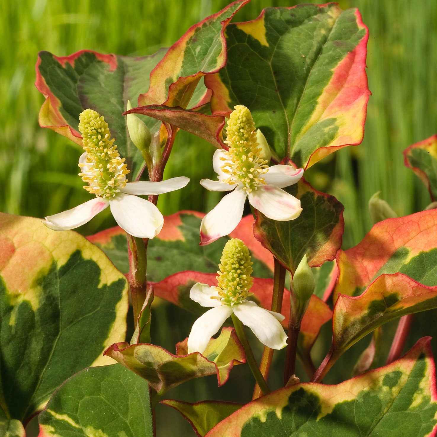 Verkauf Bunter Eidechsenschwanz 'Chameleon'