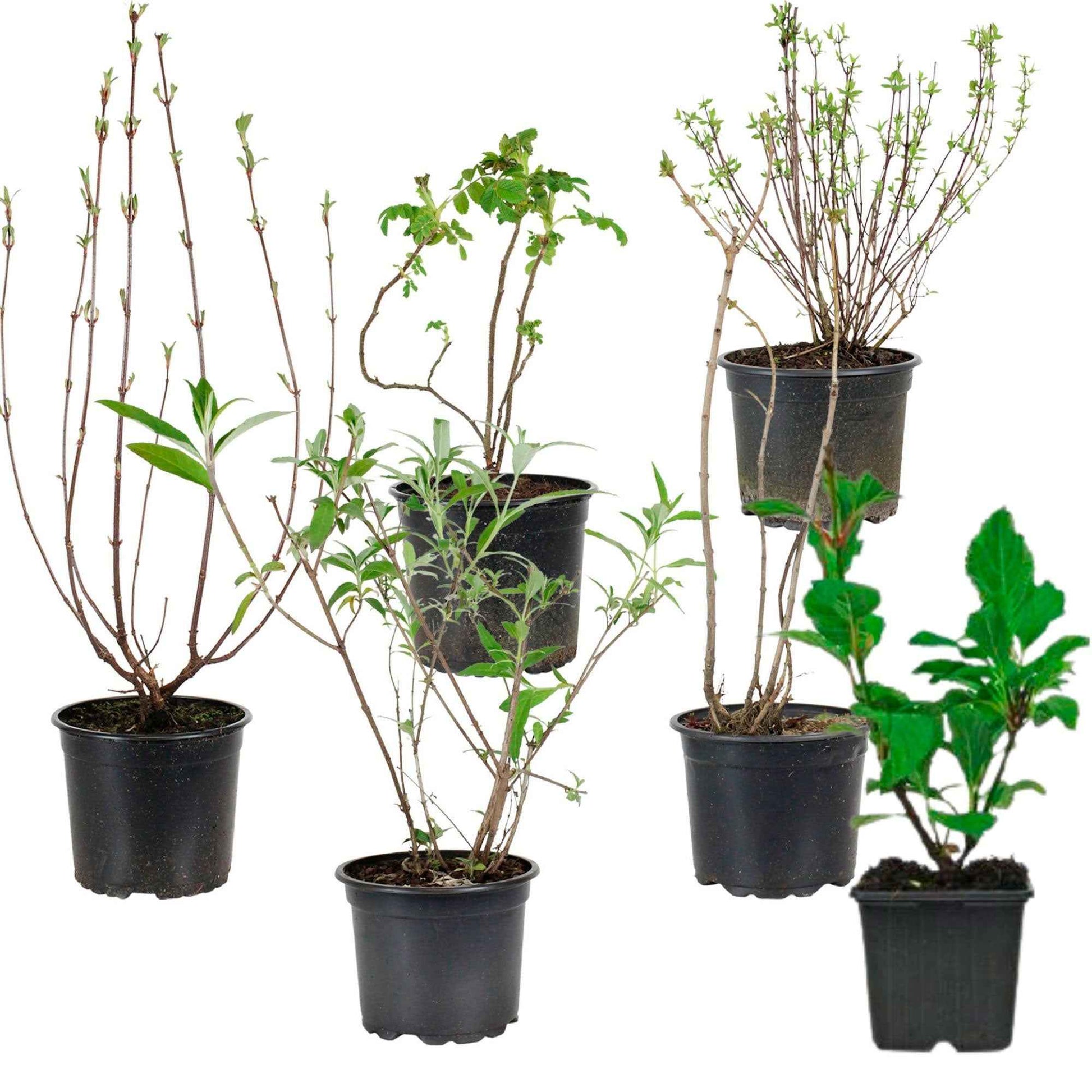 Duftende Hecke Mischung (x6) - Ligustrum, syringa, viburnum, rosa, buddleja, caryopteris - Bakker