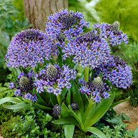Peruanischer Blaustern Mischung 'Peruviana Mix' (x2) - Bakker