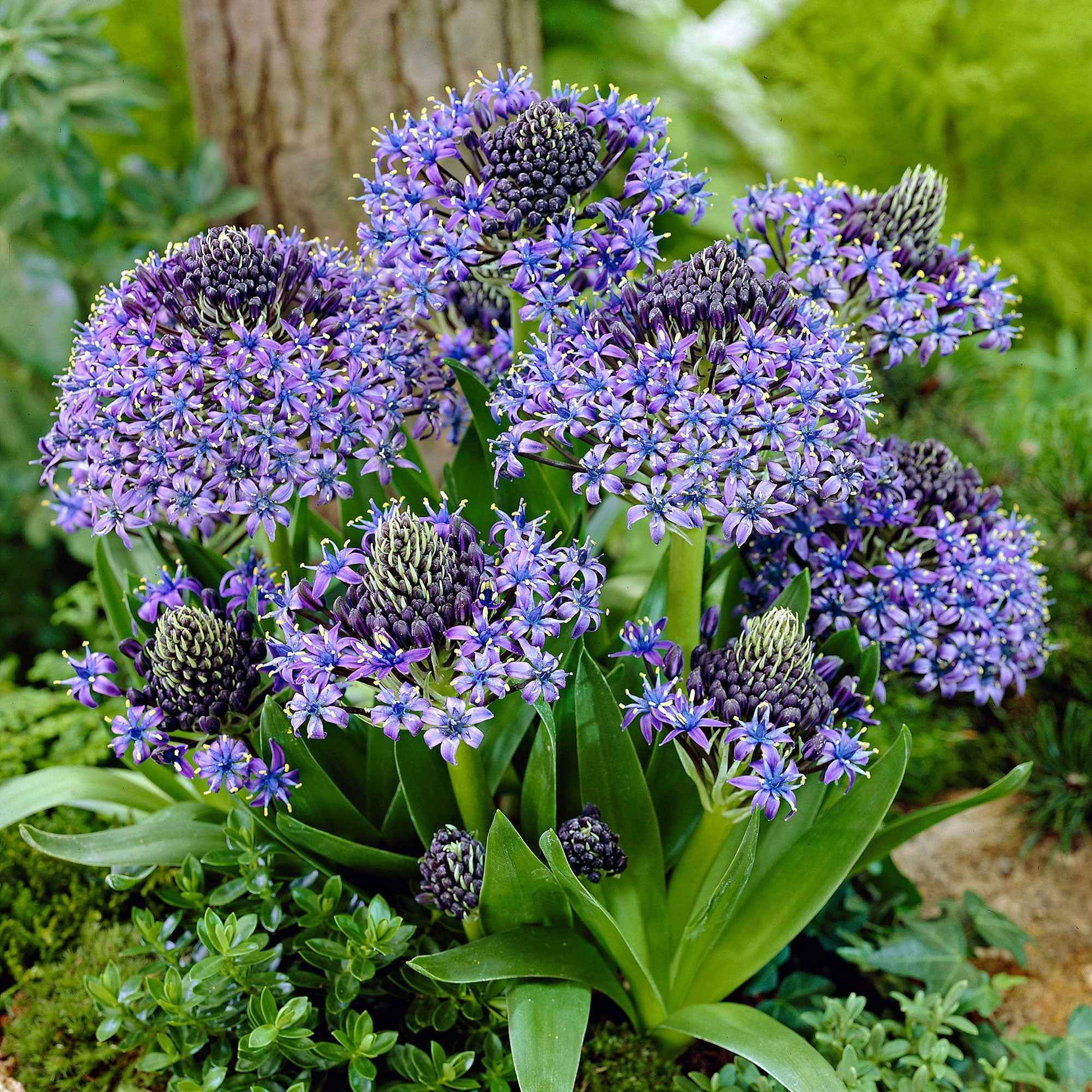 Peruanischer Blaustern Mischung 'Peruviana Mix' (x2) - Bakker