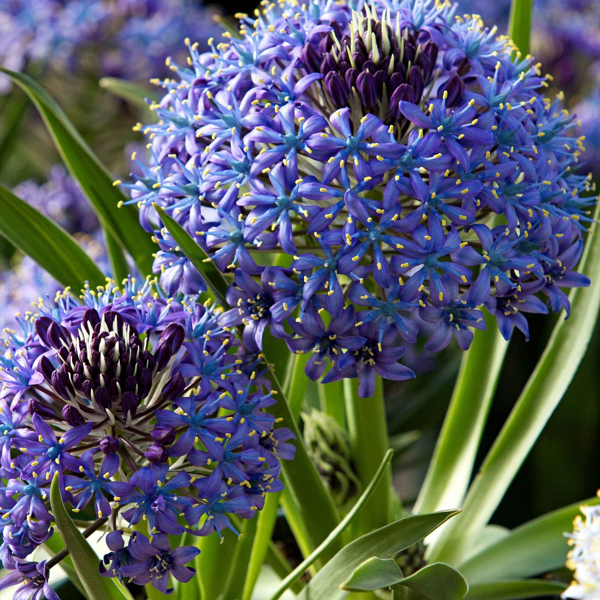 Peruanischer Blaustern Mischung 'Peruviana Mix' (x2) - Scilla peruviana - Bakker