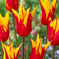 Tulpen 'Fire Wings' (x10) - Tulipa fire wings - Bakker