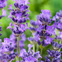 Lavandula angustifolia Hidcote - Echter Lavendel 'Hidcote' - Lavendel
