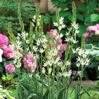 Prärielilie (x3) - Camassia Alba - Bakker