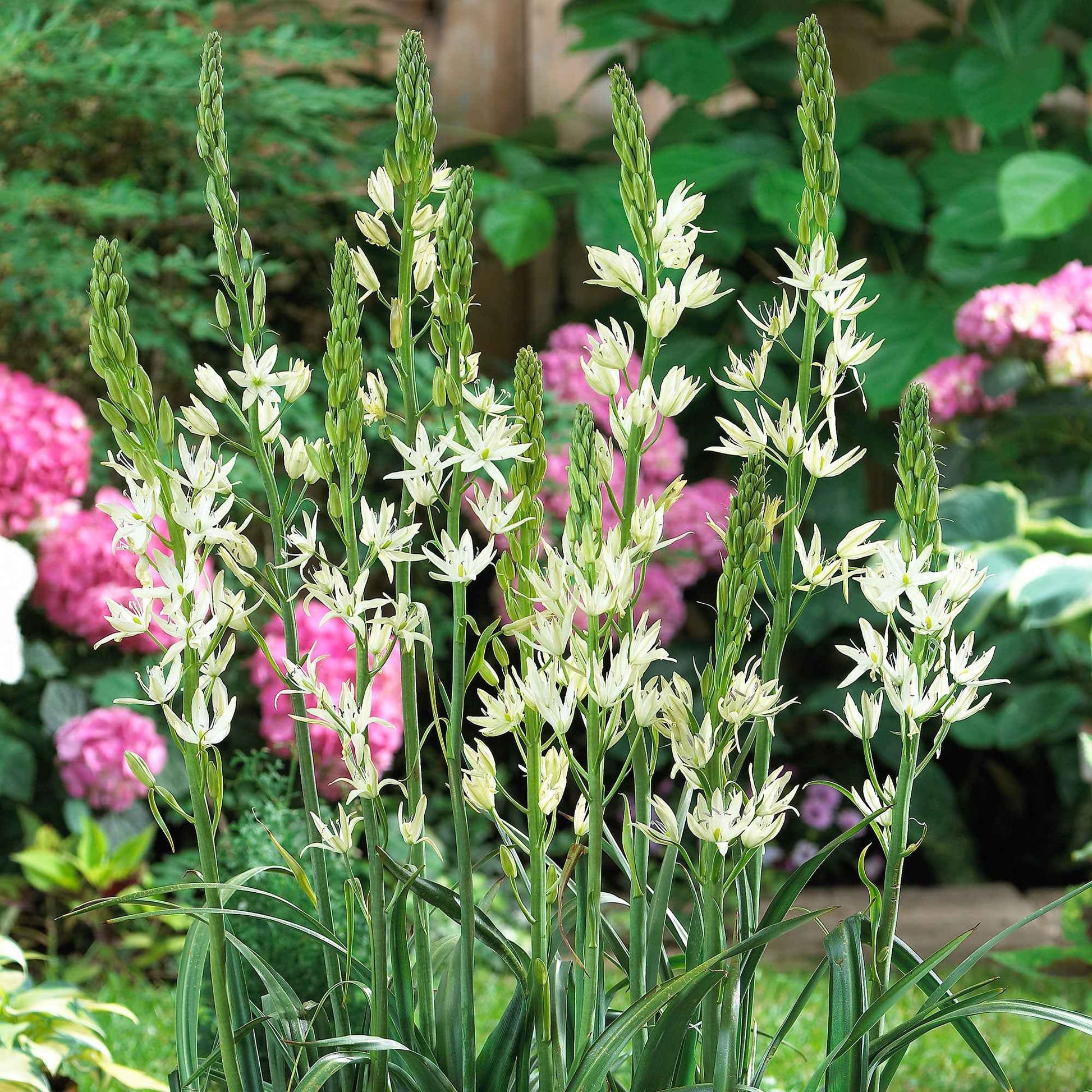 Prärielilie (x3) - Camassia Alba - Bakker
