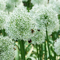 Verkauf Zierlauch 'Mount Everest' (x2) - Allium stipitatum mount everest