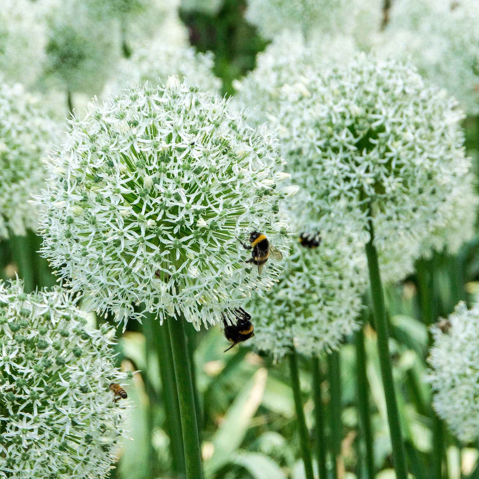 Verkauf Zierlauch 'Mount Everest' (x2) - Allium stipitatum mount everest