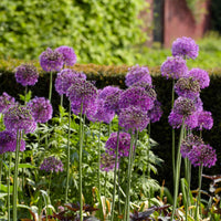 Zierlauch 'Purple Sensation' (x10) - Allium aflatunense Purple Sensation - Bakker