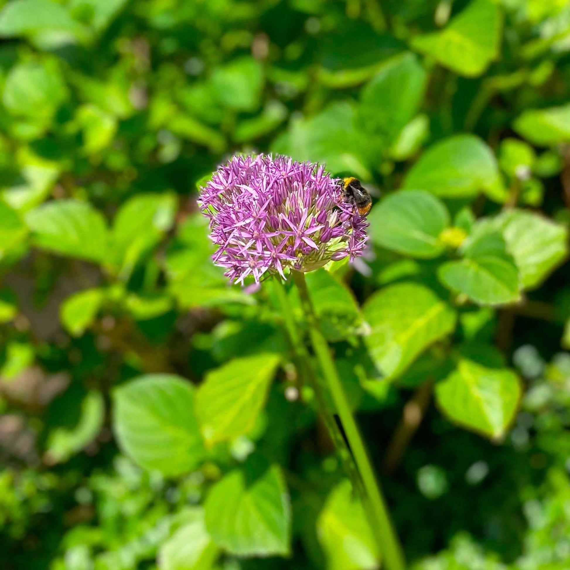 Allium aflatunense Purple Sensation - Zierlauch 'Purple Sensation' (x10) - Allium-Zwiebeln