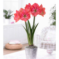 Amaryllis barbados , exposure - Riesen-Amaryllis-Kollektion (x2) - Amaryllis-Zwiebeln
