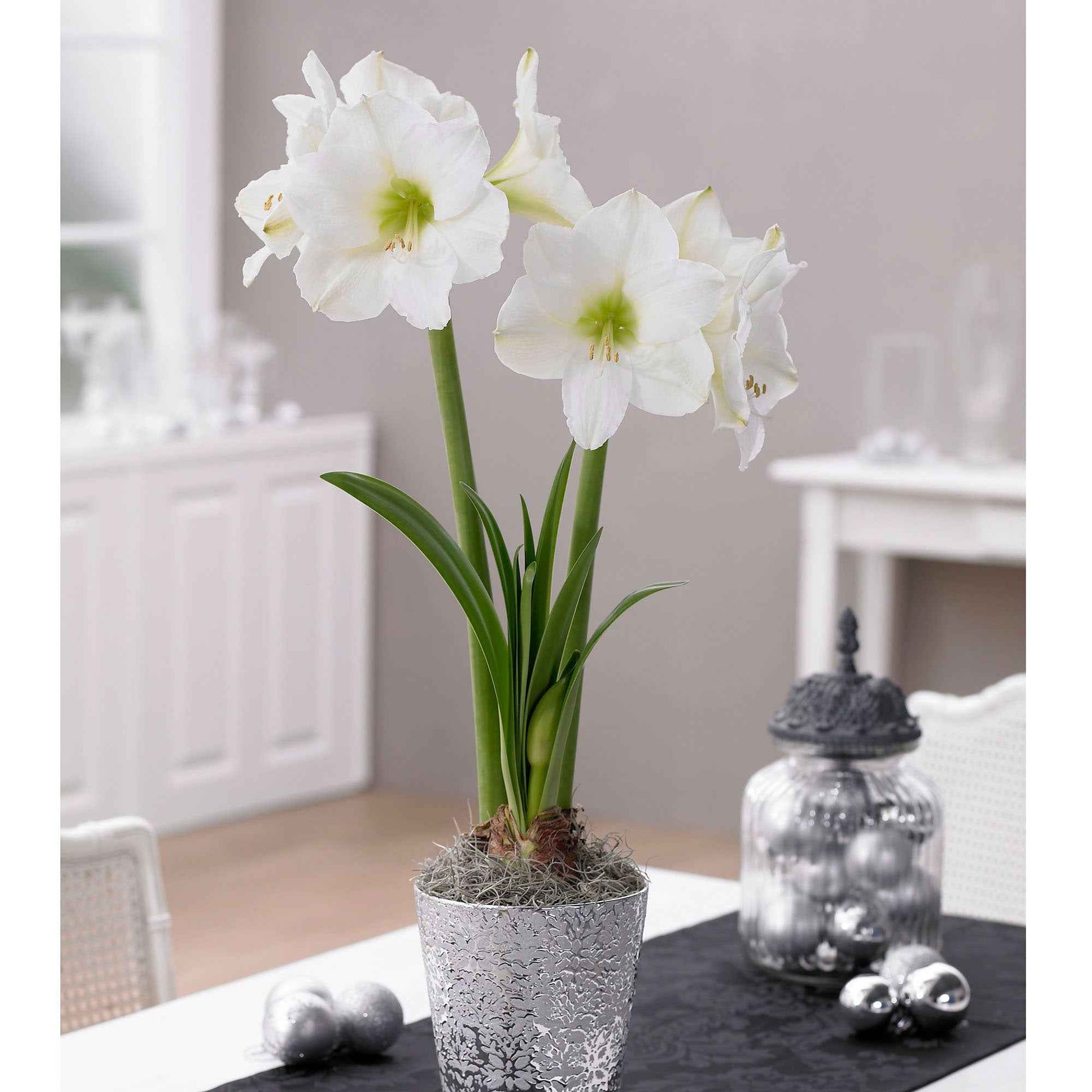 Ritterstern 'White Christmas' - Bakker