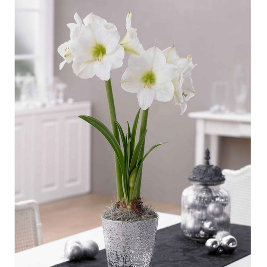 Ritterstern 'White Christmas' - Bakker