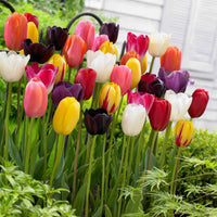 Tulpen Mischung '60 days of Tulips' (x30) - Tulipa - Bakker