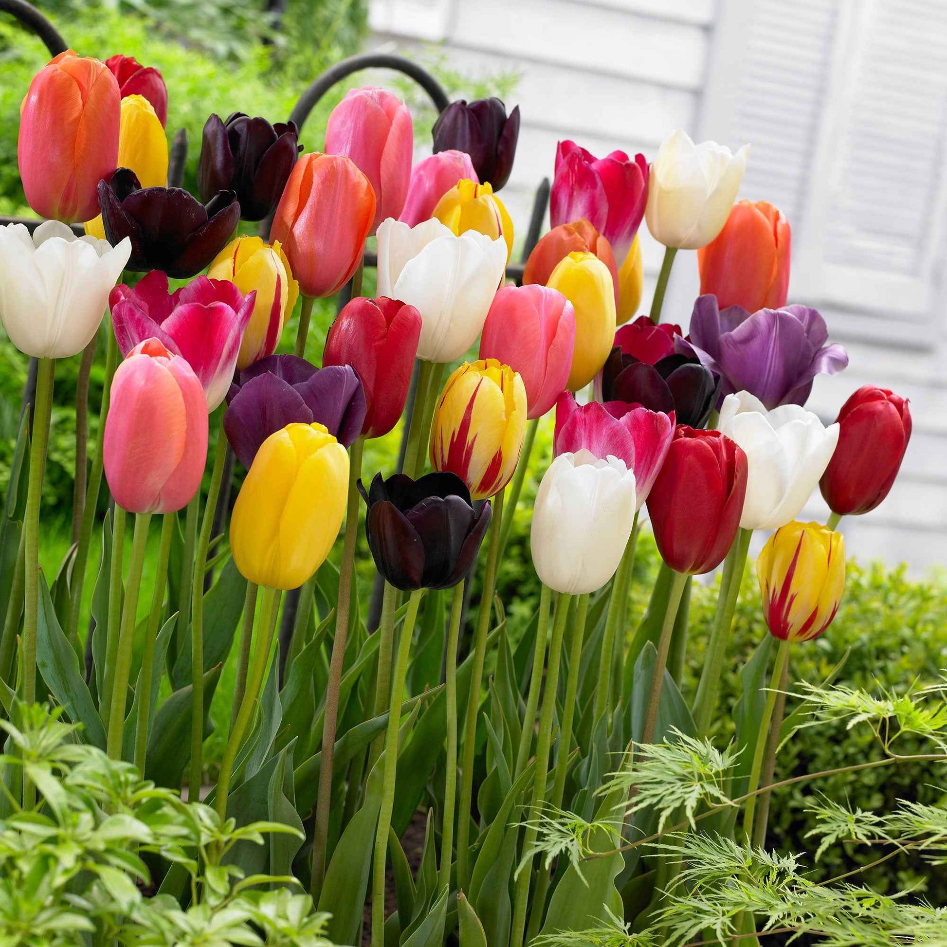 Tulpen Mischung '60 days of Tulips' (x30) - Tulipa - Bakker