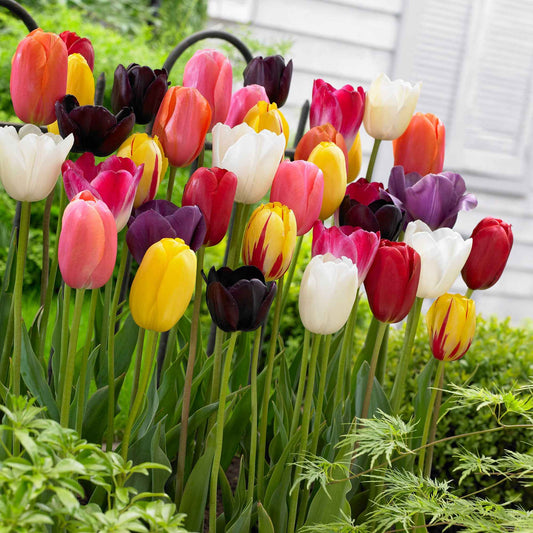 Langstielige Tulpen Mischung - Bakker